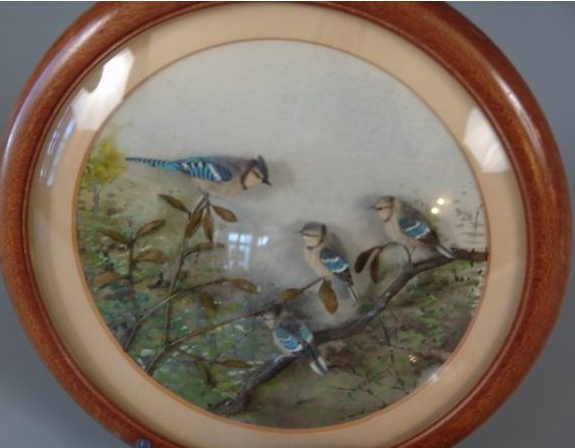 Bluejay (7-inch)